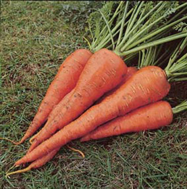 English carrot SAINT VALERY 1gm seeds